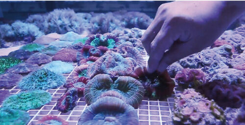 Ista Coral Frag Plugs 10 Pack